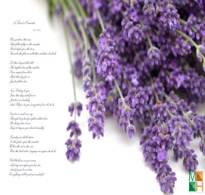  Tranh dán tường nhập khẩu Hàn Quốc hoa lavender FW - 115